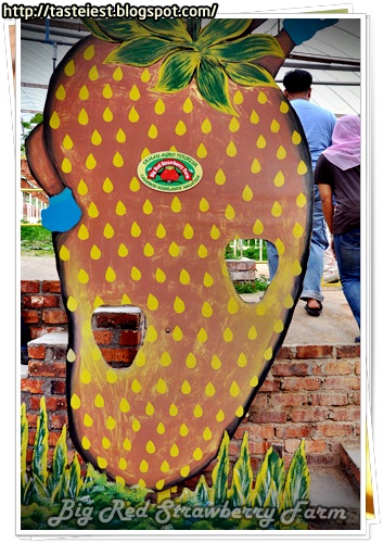 Big Red Strawberry Farm