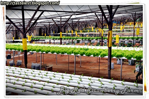 Big Red Strawberry Farm